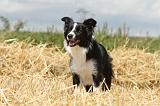 BORDER COLLIE 631